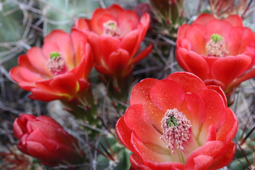 IMG_2000JoshuaTreeCactusSunset10x