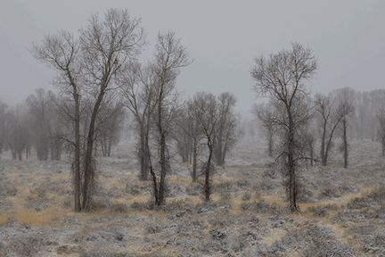 5DIV0085ForestSnowing