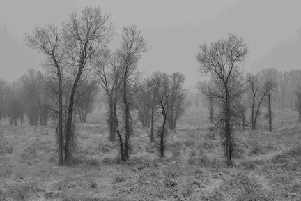 5DIV0085ForestSnowingBW